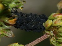 Aphis rumicis