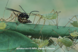 Aphidius ervi picture