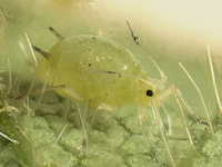 Aphis glycines biotype1 picture
