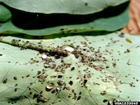 Aphis gossypii picture