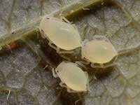 Waxy meadow-rue aphid picture