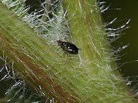 thistle aphid picture