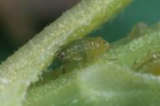 Leaf-curling plum aphid picture