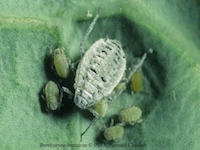 Brevicoryne brassicae picture