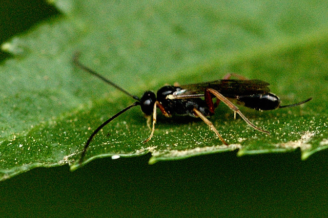 Campoletis sonorensis picture