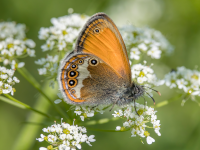 Coenonympha arcania picture