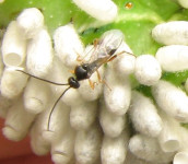 Cotesia congregata picture