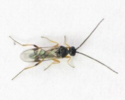 Cotesia sesamiae kitale picture