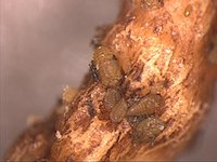 Daktulosphaira vitifoliae picture