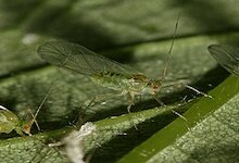 Common Sycamore Aphid picture