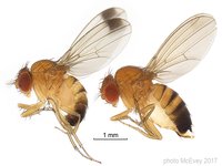 Drosophila suzukii picture