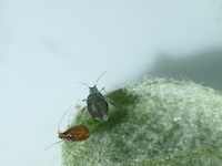 rosy apple aphid picture