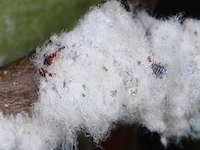 Eriosoma lanigerum picture