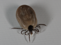 Ixodes ricinus picture