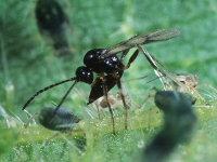 Lysiphlebus fabarum picture