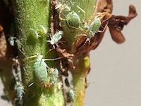 Lupin Aphid picture