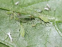 potato aphid picture