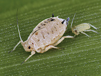 Sugarcane aphid picture