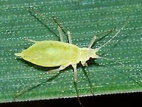 Metopolophium dirhodum picture