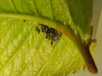 Myzus cerasi picture