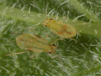 Purple loosestrife aphid picture