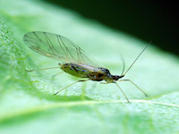 Myzus persicae picture
