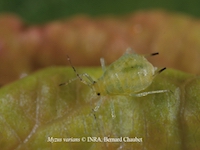 Peach-clematis leafroll aphid picture