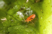 Lettuce aphid picture