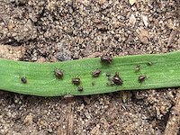 Onion aphid picture