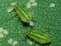 Sycamore periphyllus aphid picture