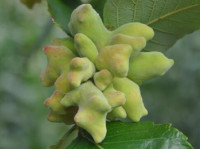 Horned gall aphid picture