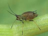 English grain aphid picture