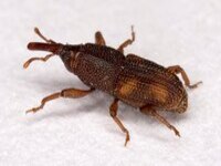 Sitophilus oryzae picture