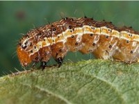 Spodoptera frugiperda corn picture