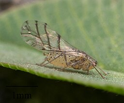 Therioaphis trifolii picture