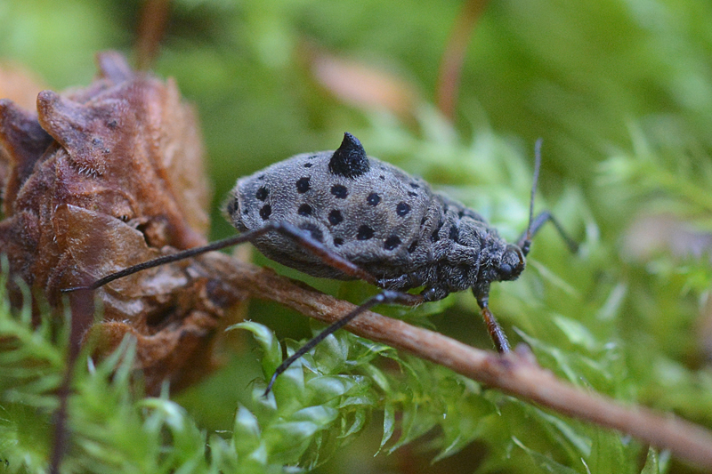 Tuberolachnus salignus picture