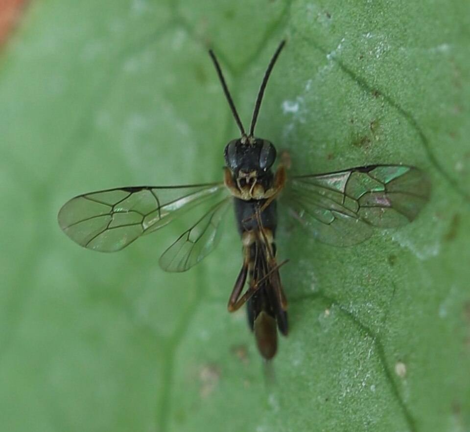 Venturia canescens picture